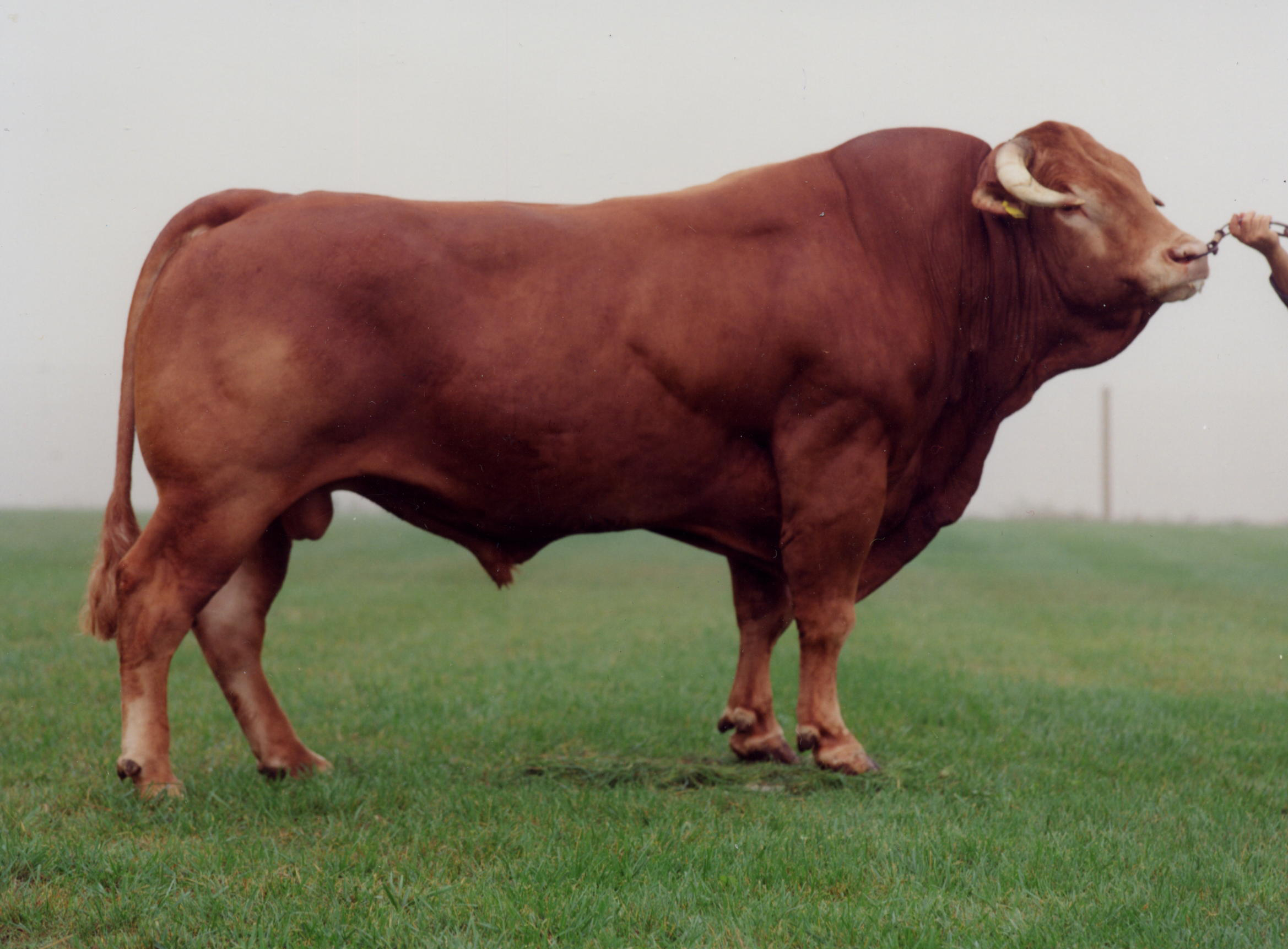 HIGHLANDER - Limousin